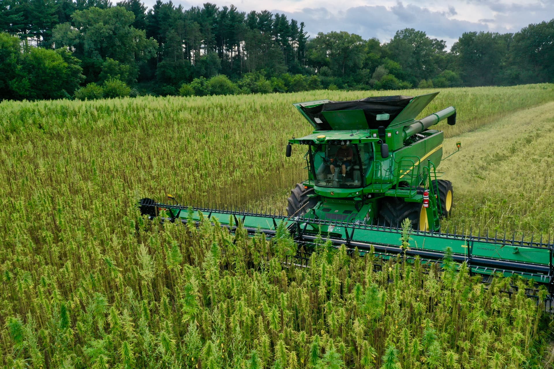 Combine harvesting a dense field of industrial hemp