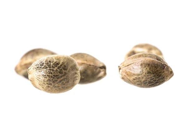 Close-up of hemp seeds showing distinctive shell markings