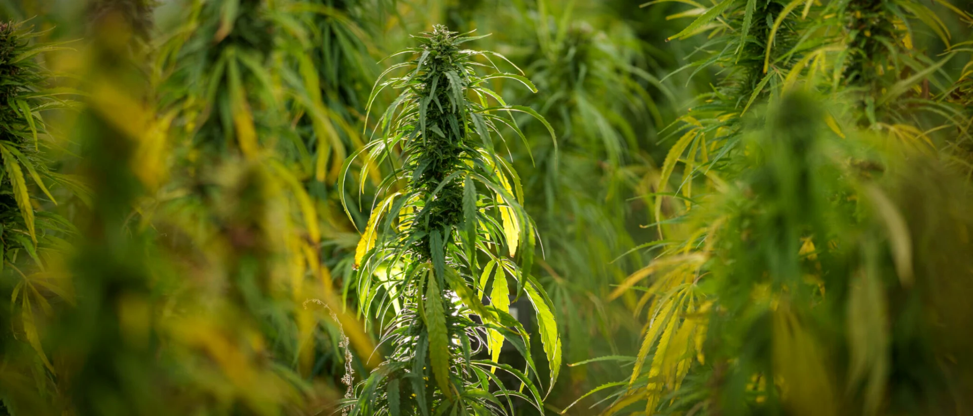 Tall hemp plants in a sunlit field